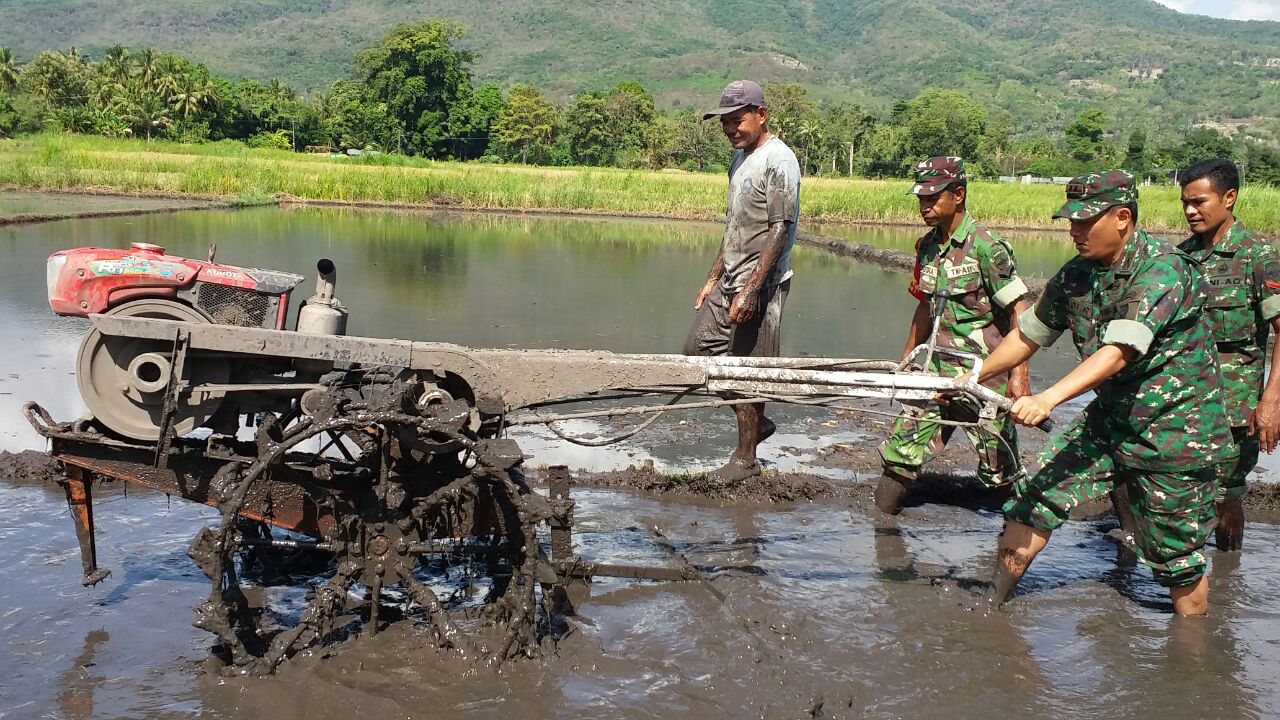 Dandim 1624 Flotim saat turun ke sawah bersama Kelompok Tani Kolam Ula. (Istimewa)