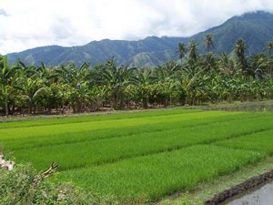 jateng_010509b