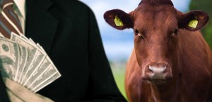 Ilustrasi-Korupsi-Swasembada-Sapi