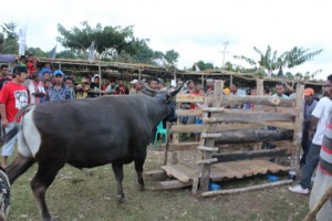 kontes_sapi_2015_1