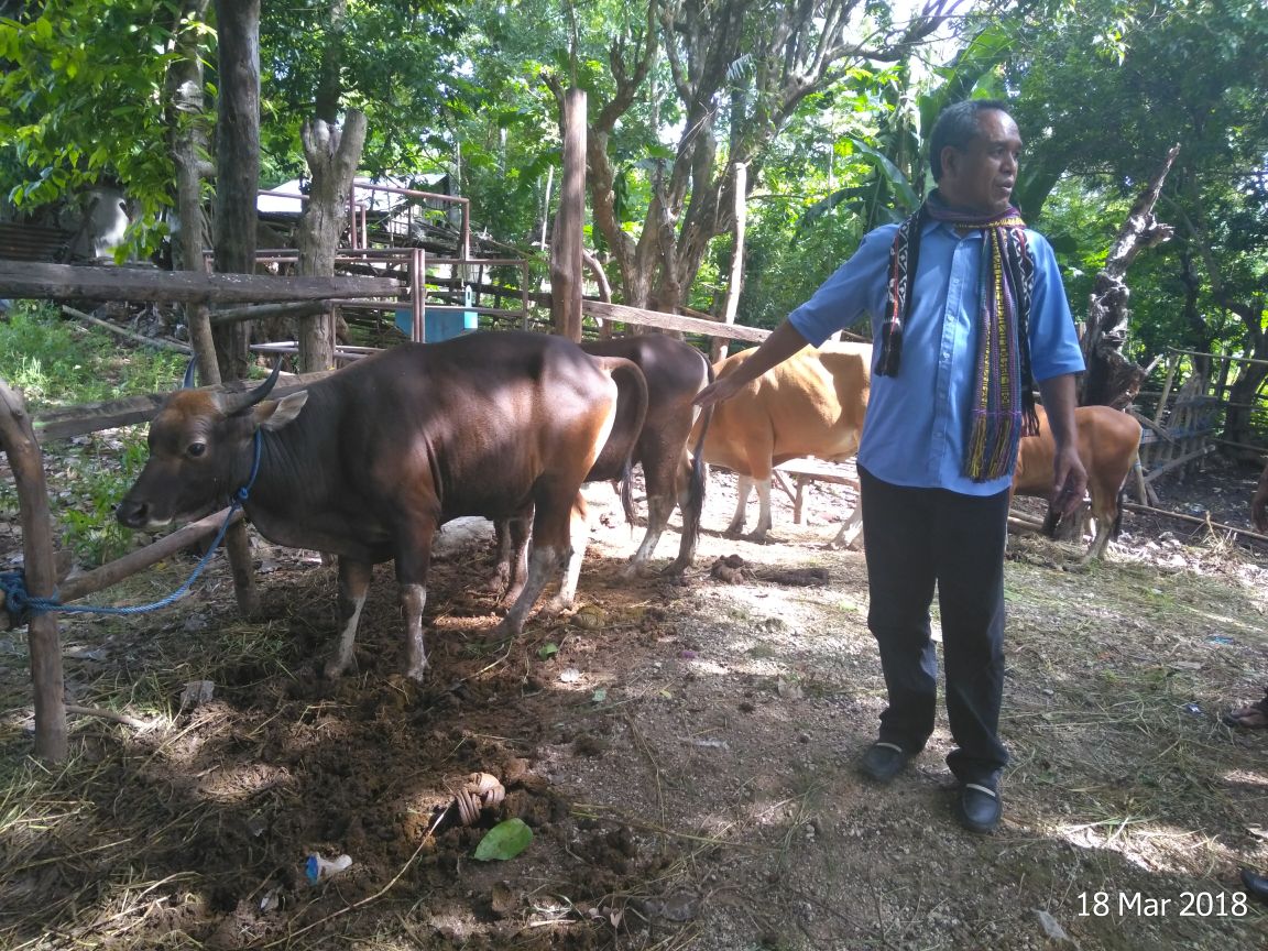 Benny K Harman memantau ternak milik warga di Rote Ndao. (Ist)